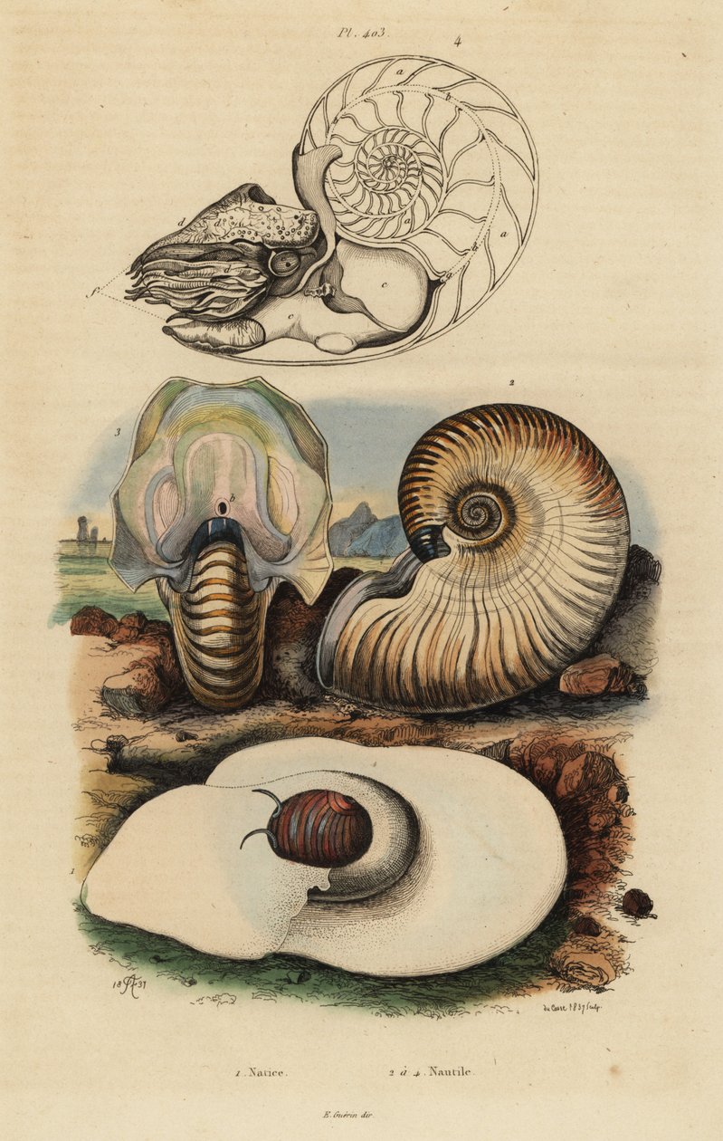 Bladder moon snail, crusty nautilus, and chambered nautilus by Unbekannt