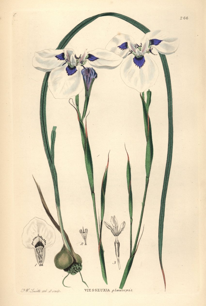 Blue-eyed Uintjie or Blouooguintjie by Unbekannter Künstler