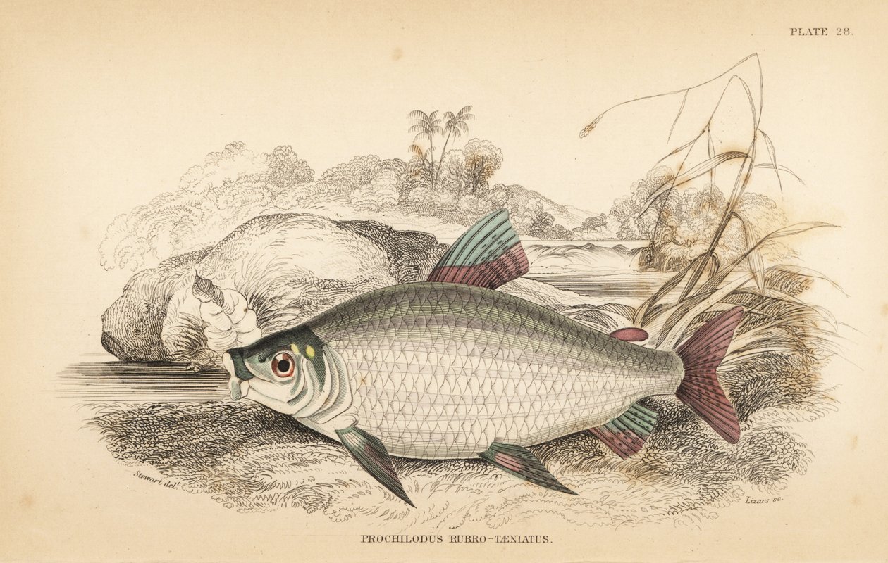 Bocachico or koulimata, Prochilodus rubrotaeniatus (Pale red-streaked salmon carp, Prochilodus rubro-taeniatus). Handcoloured steel engraving from Robert Schomburg