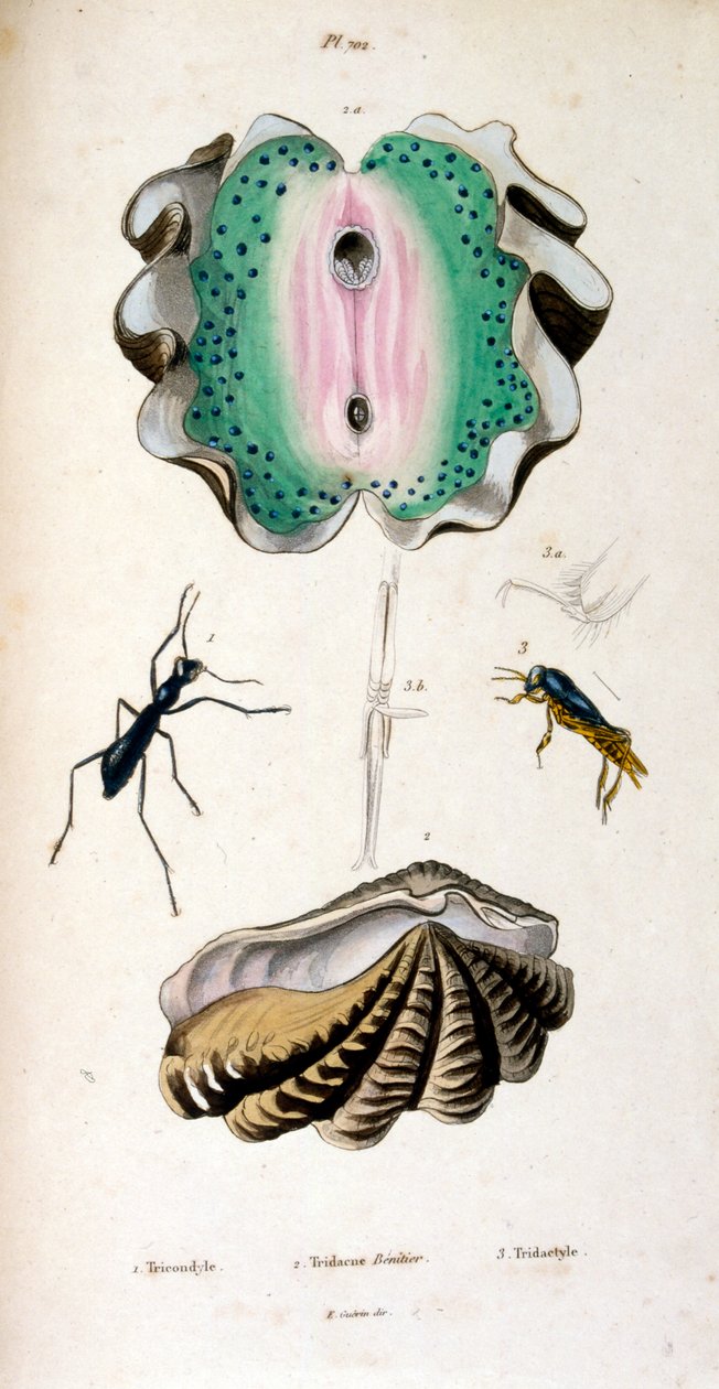 Botanical and Zoological Illustration by F. E. Guérin by Unbekannter Künstler