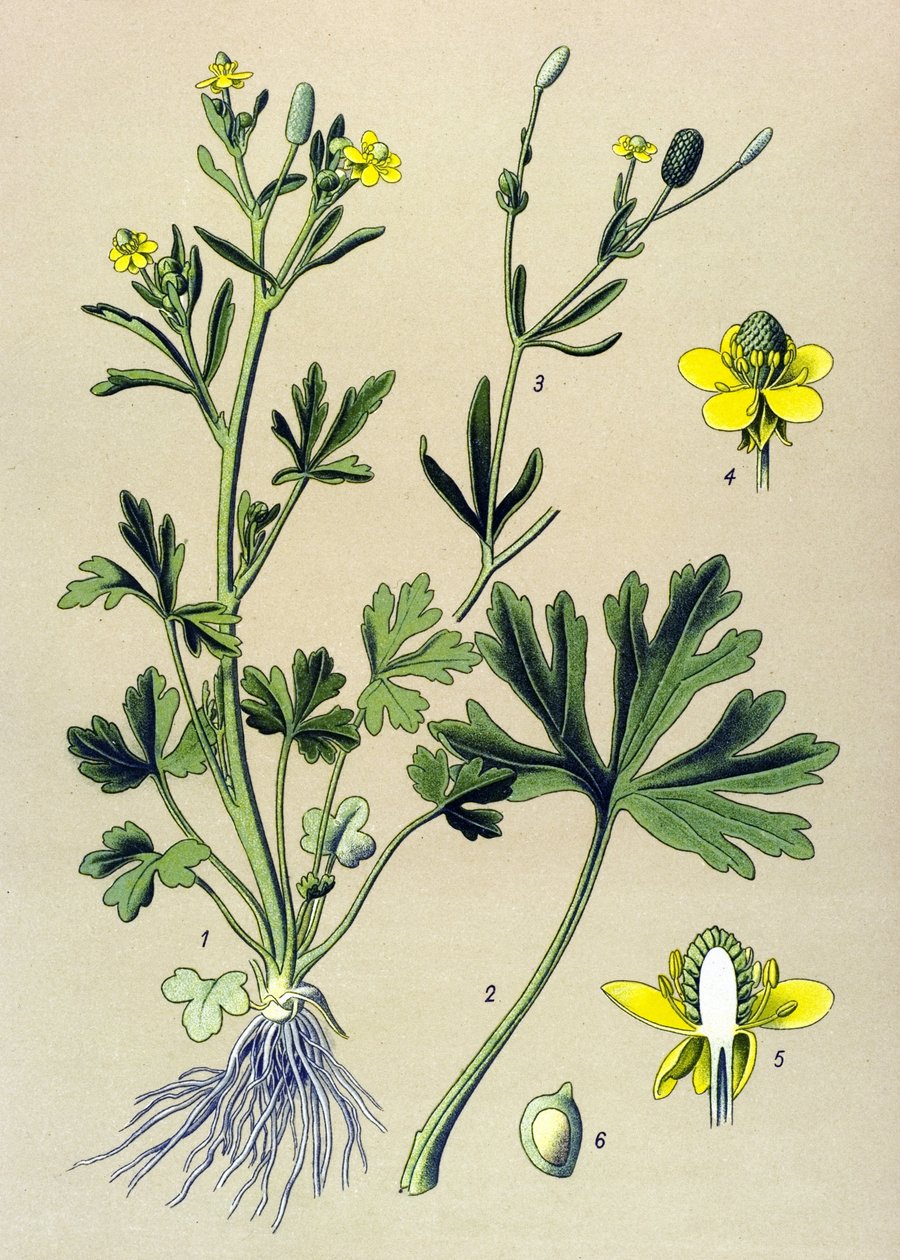 Botanical Board, Toxic Plant: Buttercup Scelerate or Celery Leaf Buttercup (Ranunculus sceleratus) by Unbekannter Künstler