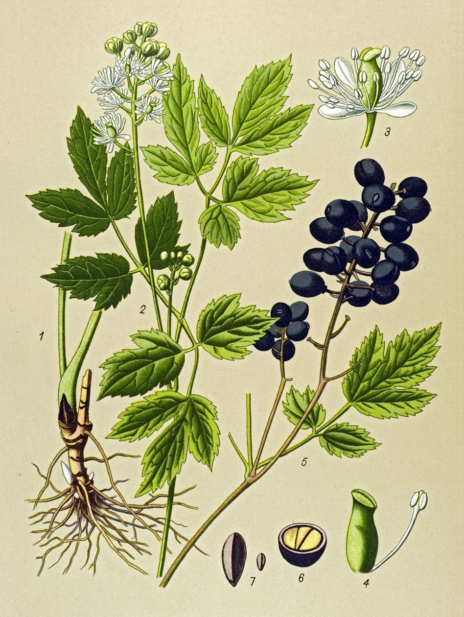 Botanical Board, Toxic and Medicinal Plant: Summer Adonis (Adonis aestivalis) by Unbekannter Künstler
