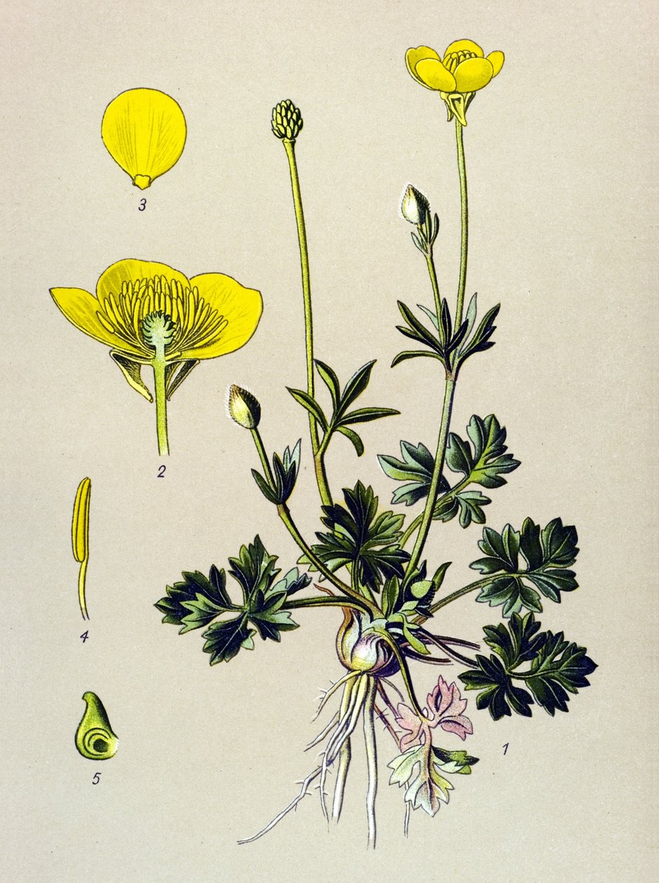 Botanical Board, Toxic Plant: Bulbous Buttercup or Golden Bud (Ranunculus bulbosus) by Unbekannter Künstler