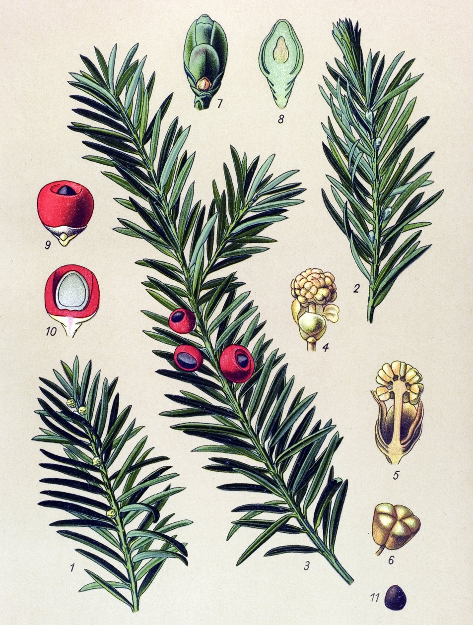 Botanical board. Venenous plant (toxic): Common yew (Taxus baccata) by Unbekannter Künstler