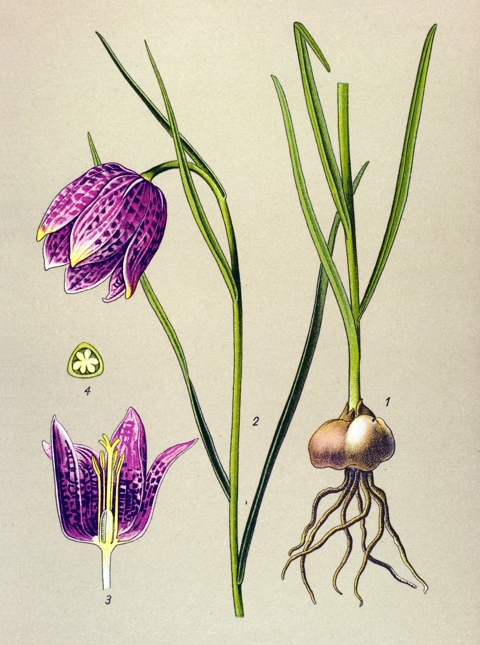 Botanical Board, Toxic Plant: Guinea Fowl (Fritillaria meleagris) by Unbekannter Künstler