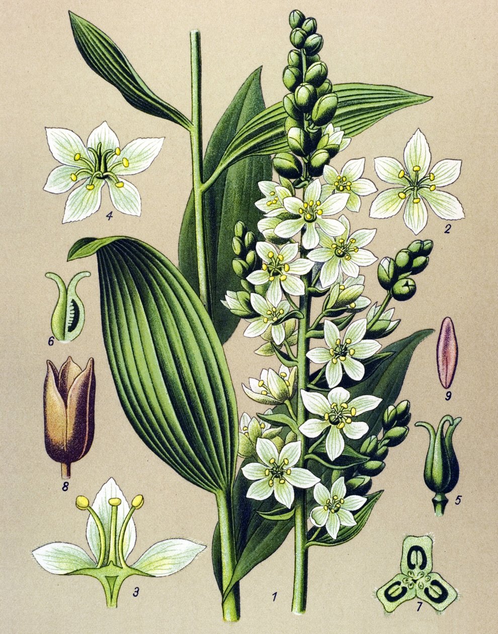 Botanical board. Venesous (toxic) and medical plant: white veratre (Veratrum album) by Unbekannter Künstler