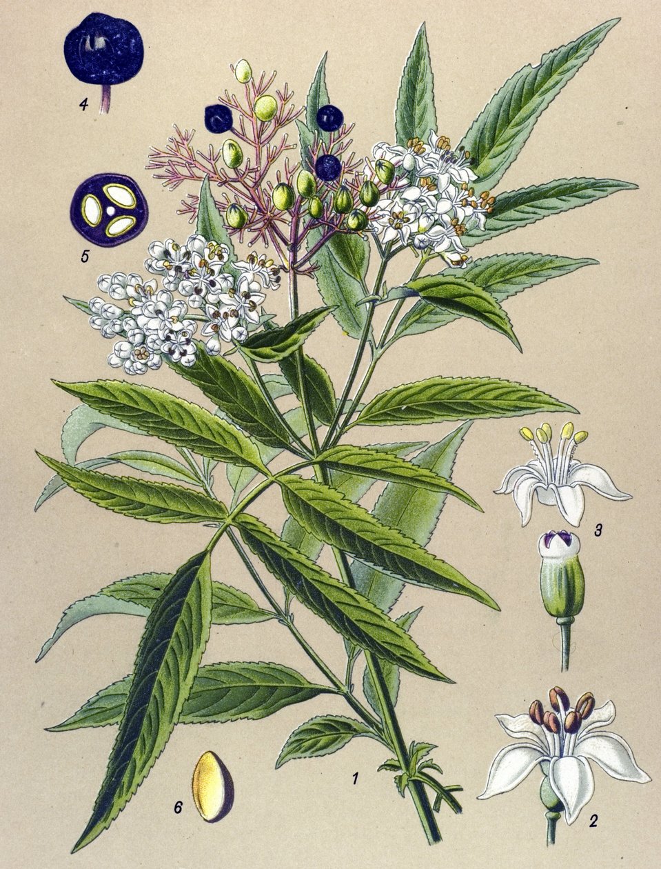 Botanical board, plant: Hieble elderberry (Sambucus ebulus) by Unbekannter Künstler