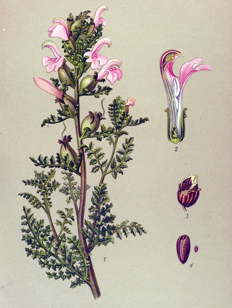 Botanical Board, Plant: Swamp Pedicular (Pedicularis palustris) by Unbekannter Künstler