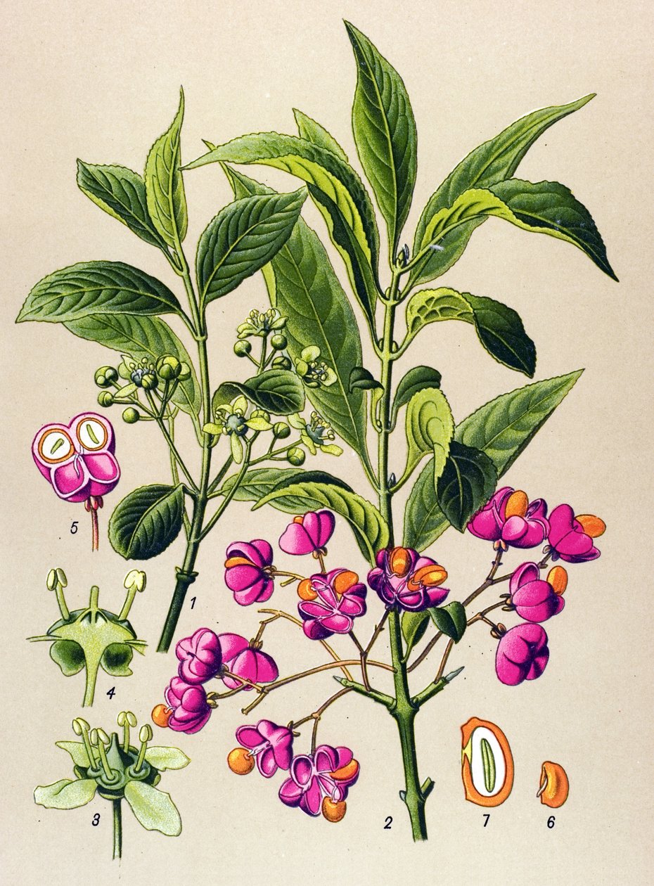 Botanical board, poisonous plant: European charcoal (Euonymus europaeus) by Unbekannter Künstler