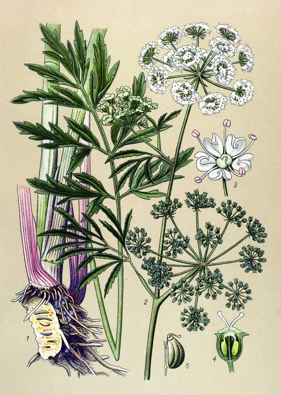 Botanical board, venenous (toxic) and medicinal plant: Aquatic hemlock (Cicuta virosa). by Unbekannter Künstler