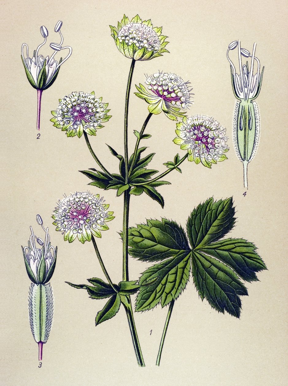 Botanical Board, Toxic and Medicinal Plant: Large Astrance (Astrantia major) by Unbekannter Künstler