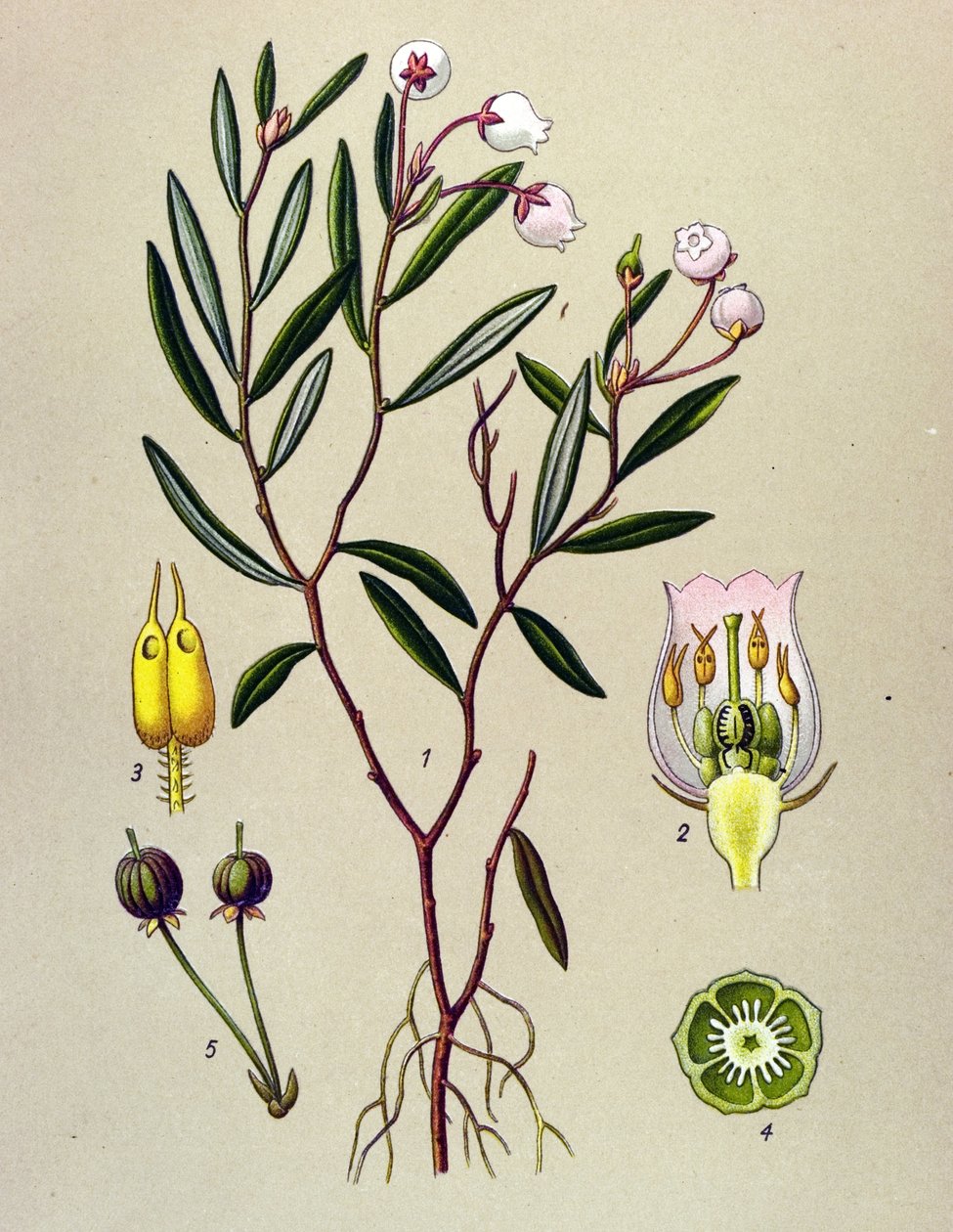 Botanical Board, Toxic Plant: Andromede with Polium Leaves (Andromeda polifolia) by Unbekannter Künstler