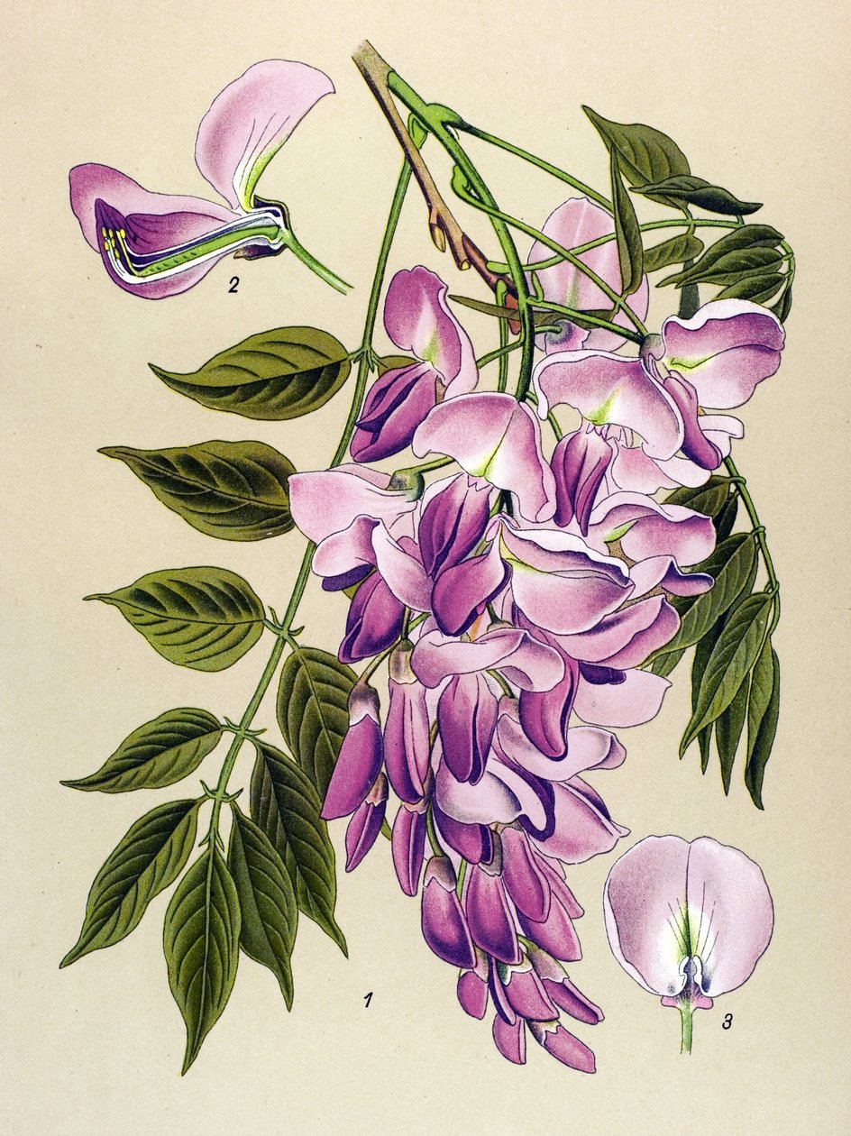 Botanical Board, Toxic Plant: Chinese Wisteria (Wistaria chinensis) by Unbekannter Künstler