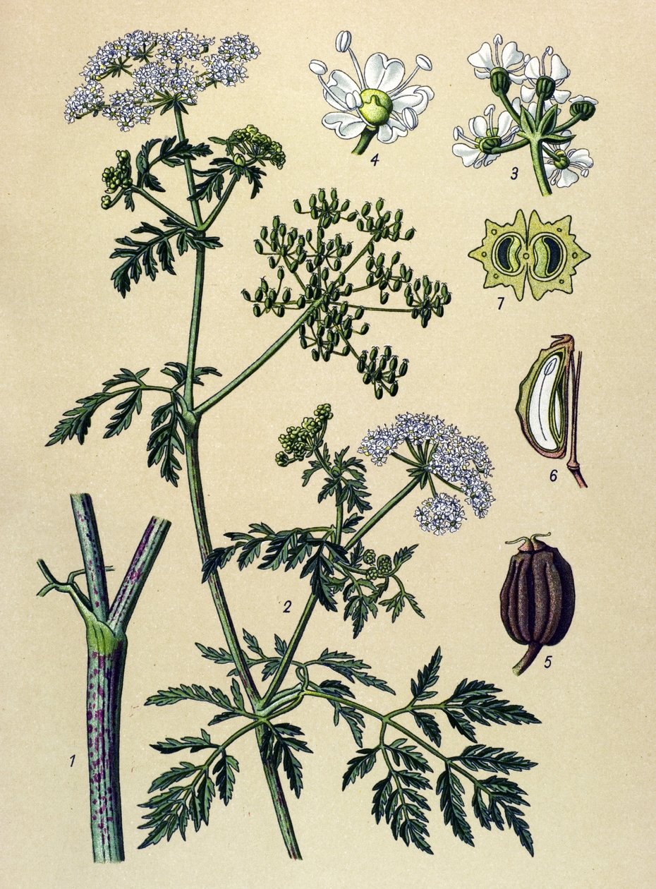 Botanical Board, Toxic Plant: Hemlock (Conium maculatum) by Unbekannter Künstler