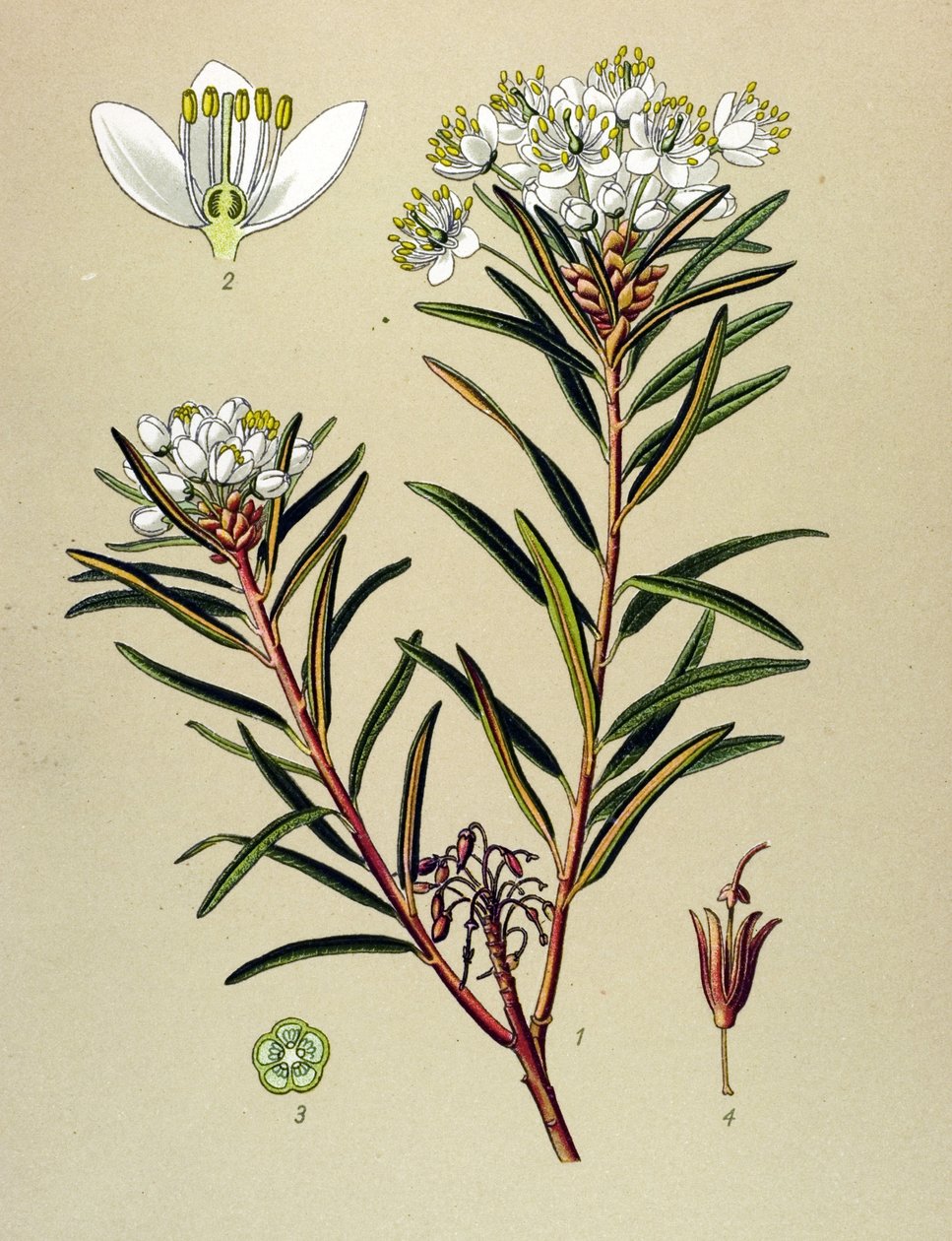 Botanical Board, Toxic Plant: Marsh Ledon (Ledum palustre) by Unbekannter Künstler