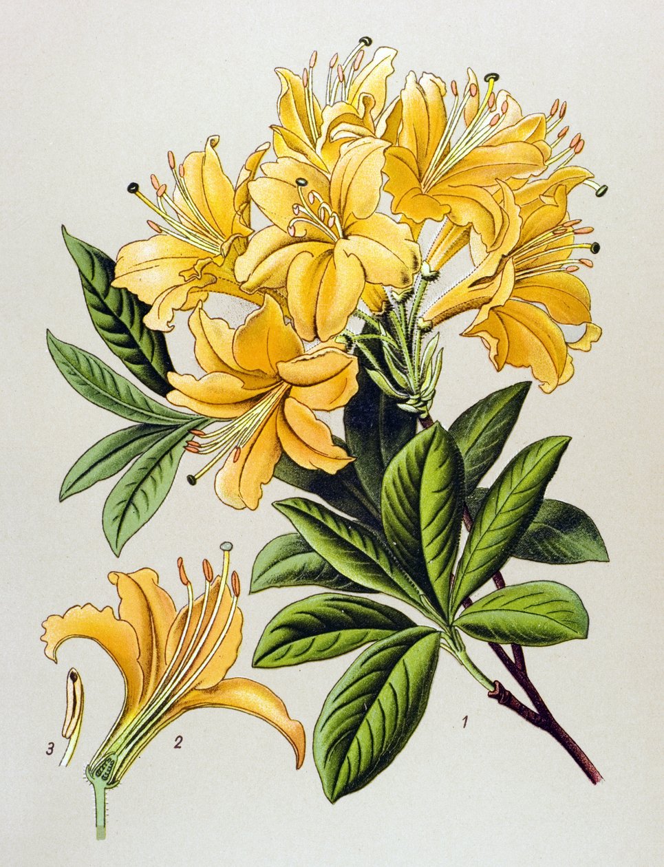 Botanical Board, Toxic Plant: Yellow Azalee (Rhododendron luteum) by Unbekannter Künstler