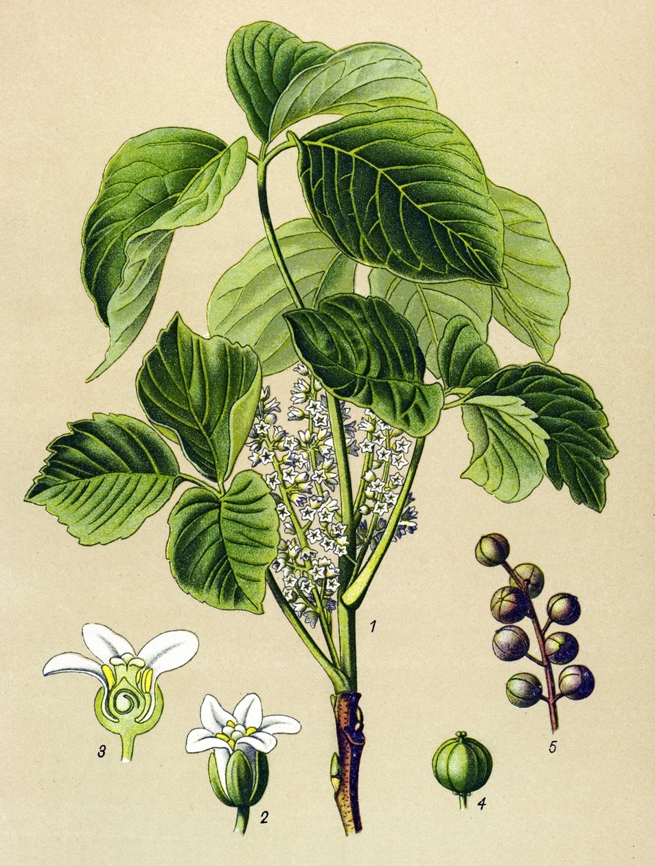 Botanical Board, Poisonous Plant: Climbing Sumac (Rhus toxicodendron) by Unbekannter Künstler