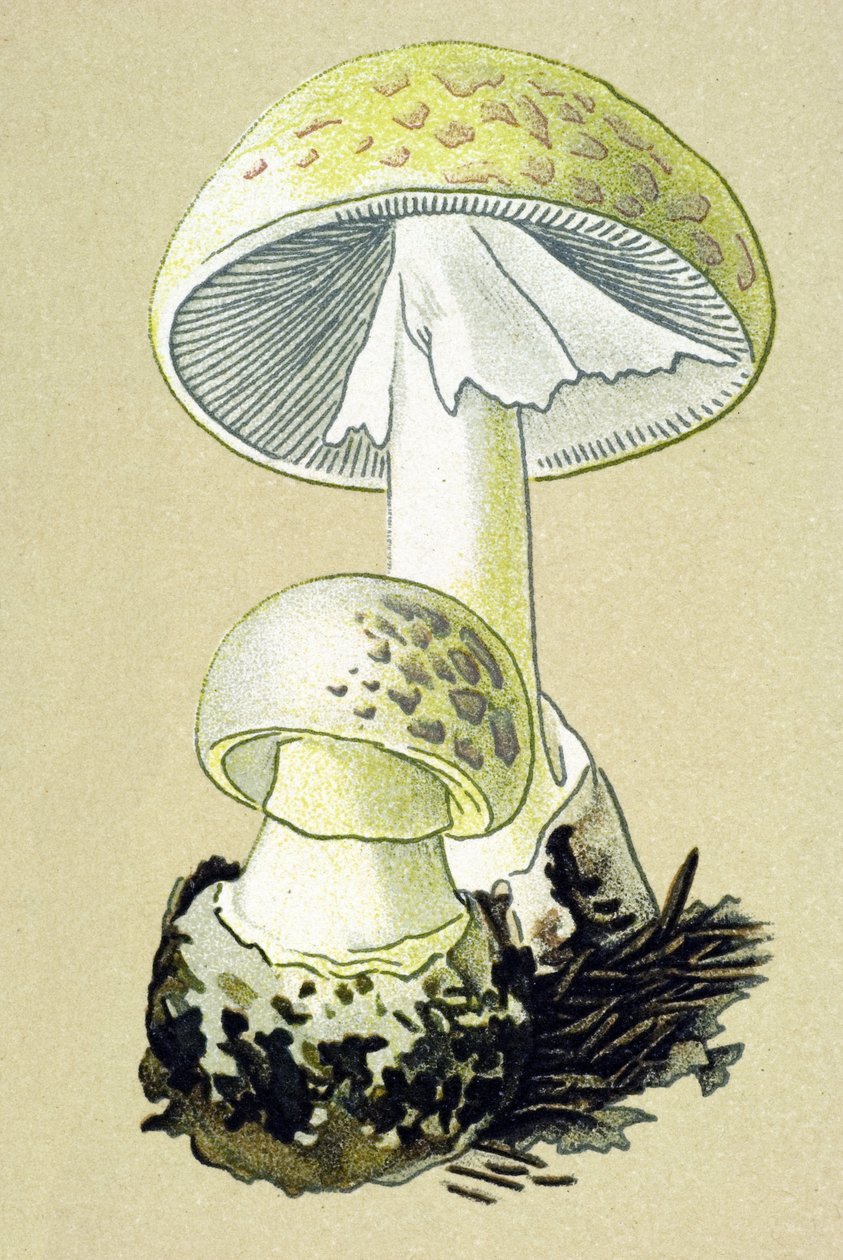 Botanical Board with Toxic Fungus: Phalloid Amanite (Amanita phalloides) by Unbekannter Künstler