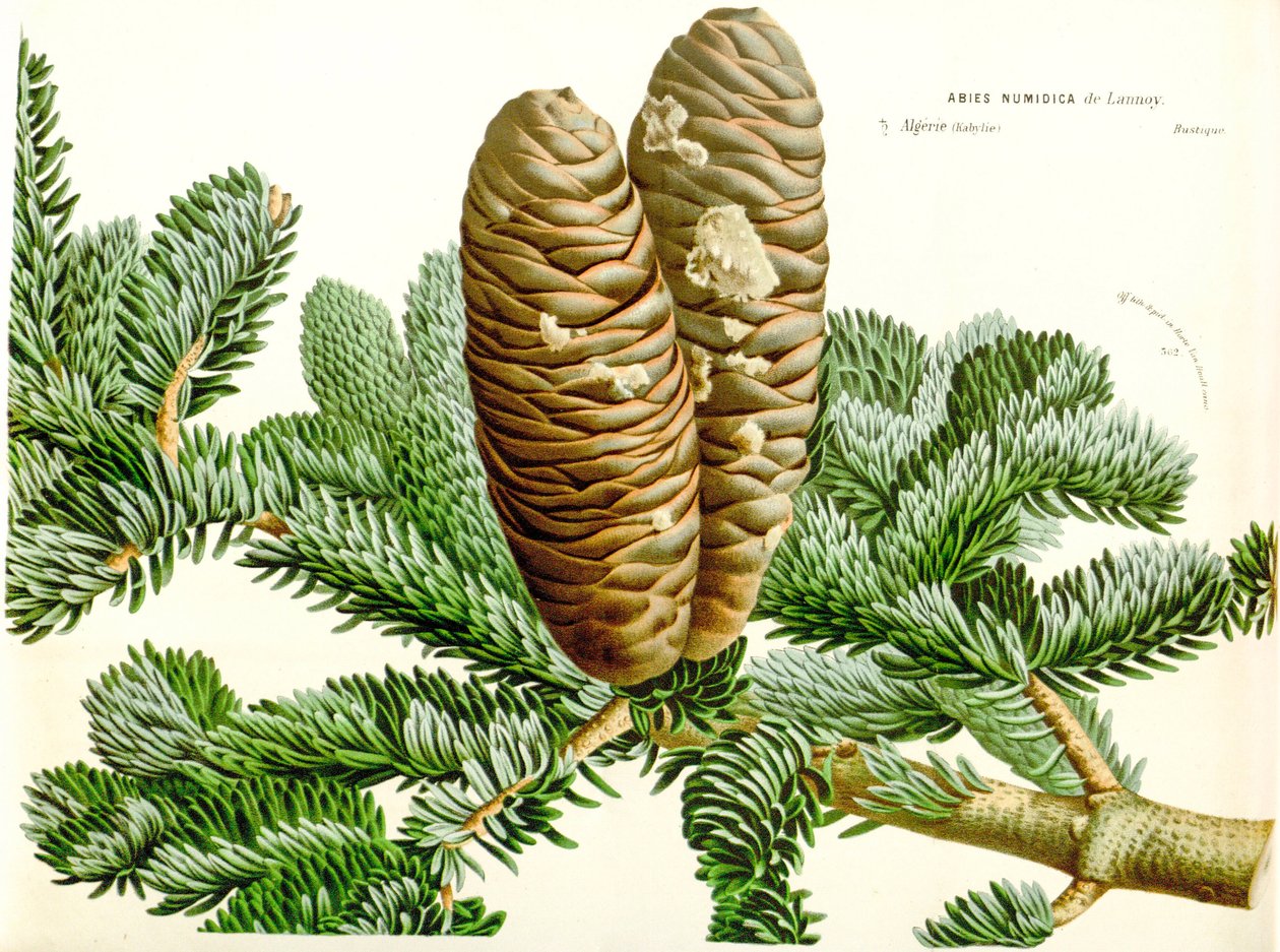 Botanical illustration/Abies numidica/Algerian fir/Numidie fir by Unbekannt