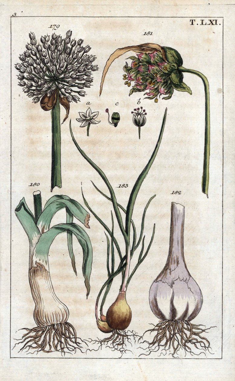 Leek, Garlic, Shallot - Leek, Allium pollum, Garlic Flower, Allium sativum, Garlic Bulb, and Shallot, Allium cepa var. aggregatum, ascalonicum by Unbekannter Künstler