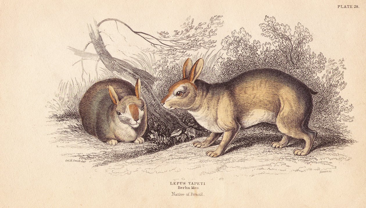 Brazilian Rabbit, Sylvilagus brasiliensis (Lepus tapeti) by Unbekannter Künstler