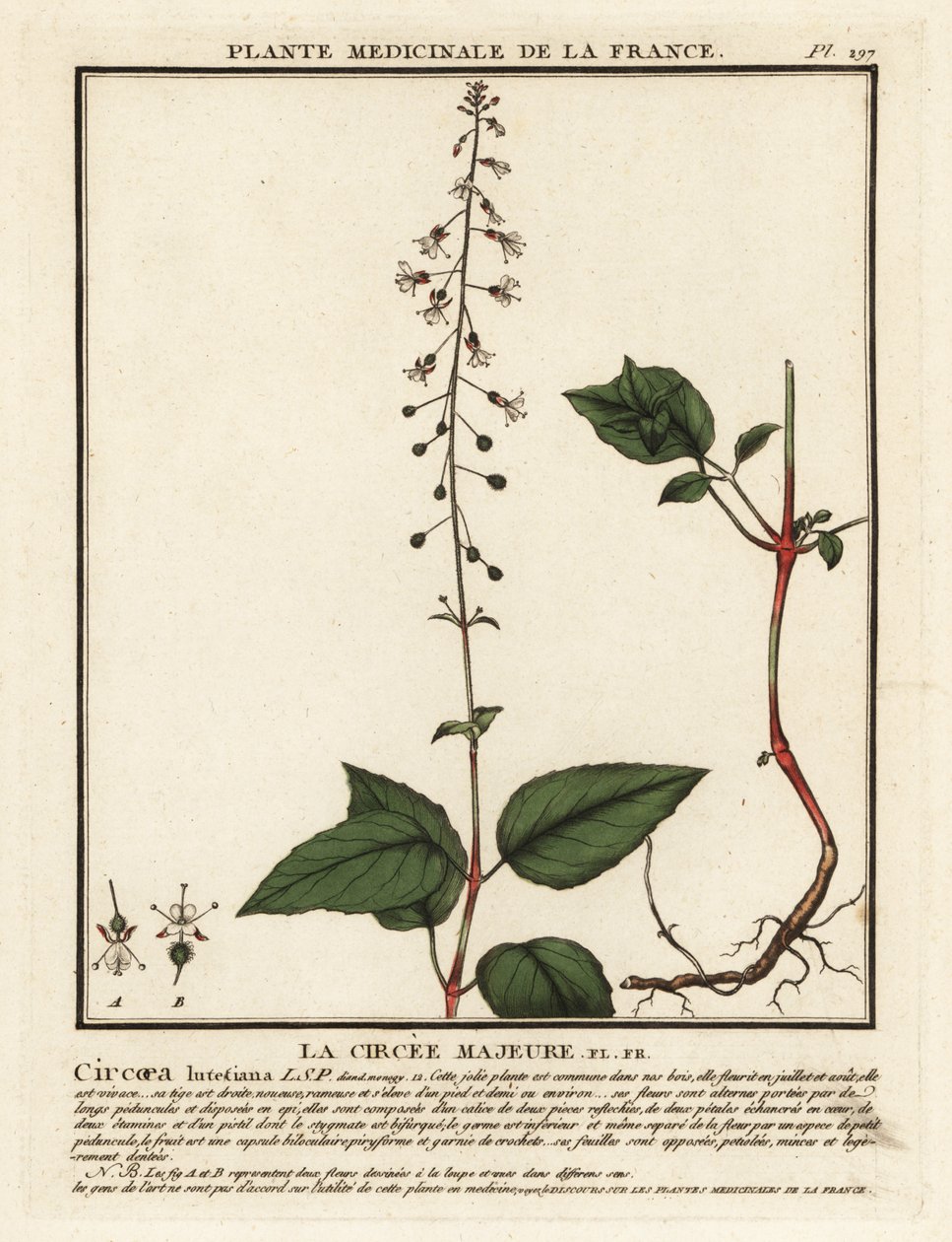 Broad-leaved enchanter