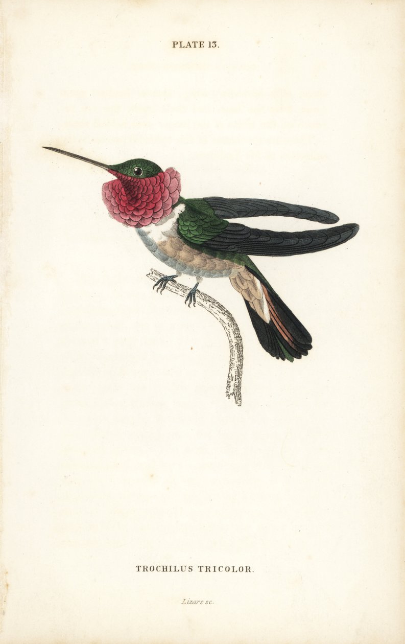 Broad-tailed hummingbird, Selasphorus platycercus (Tricoloured humming-bird, Trochilus tricolor). Handcoloured steel engraving from Sir William Jardine