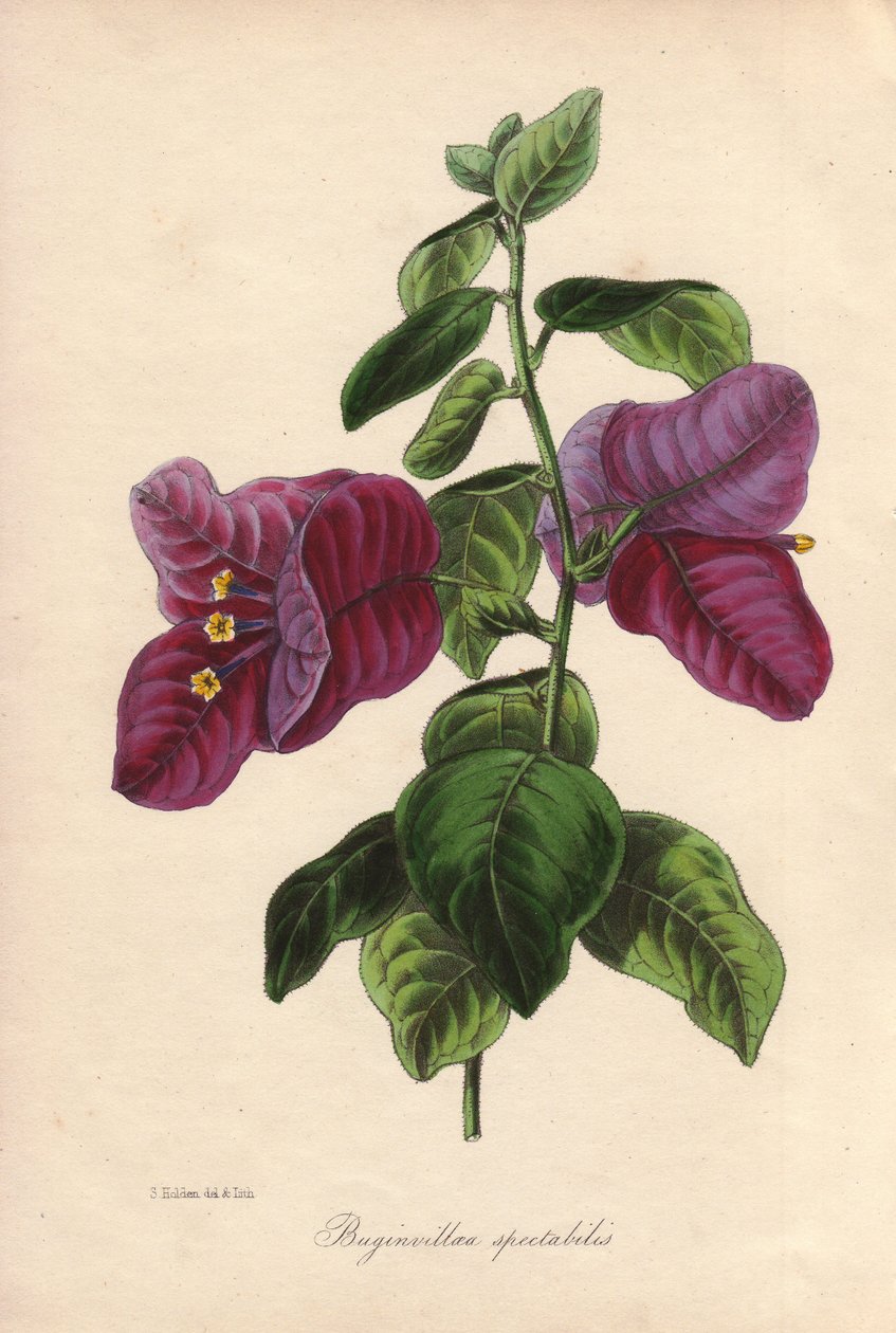 Bougainvillea spectabilis. Hand-coloured lithograph drawn by Samuel Holden for Sir Joseph Paxton in "Magazine of Botany," London, W.S. Orr by Unbekannter Künstler