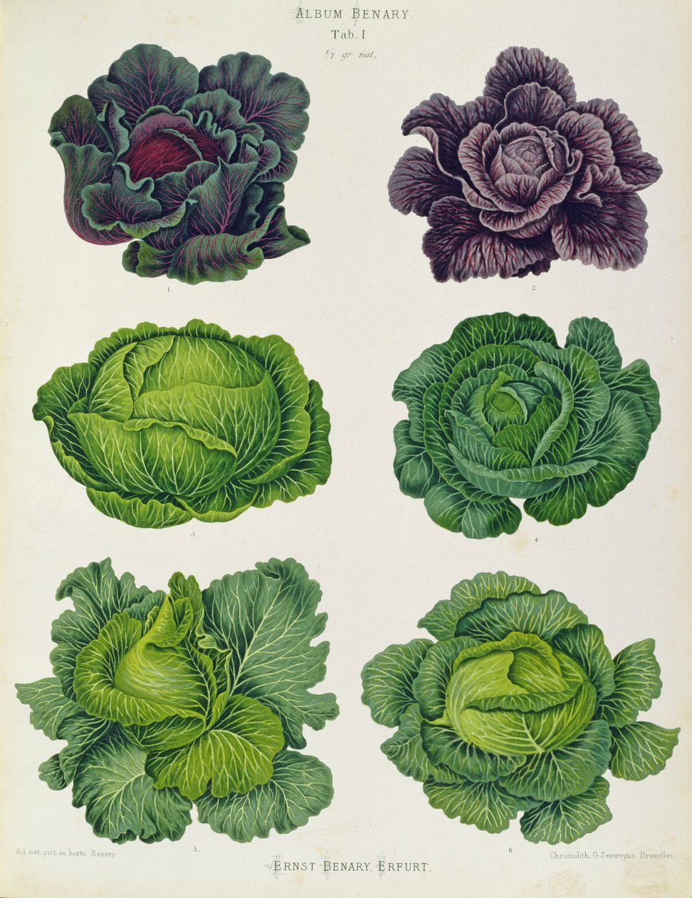 Cabbages: Tab. 1 from the `Album Benary