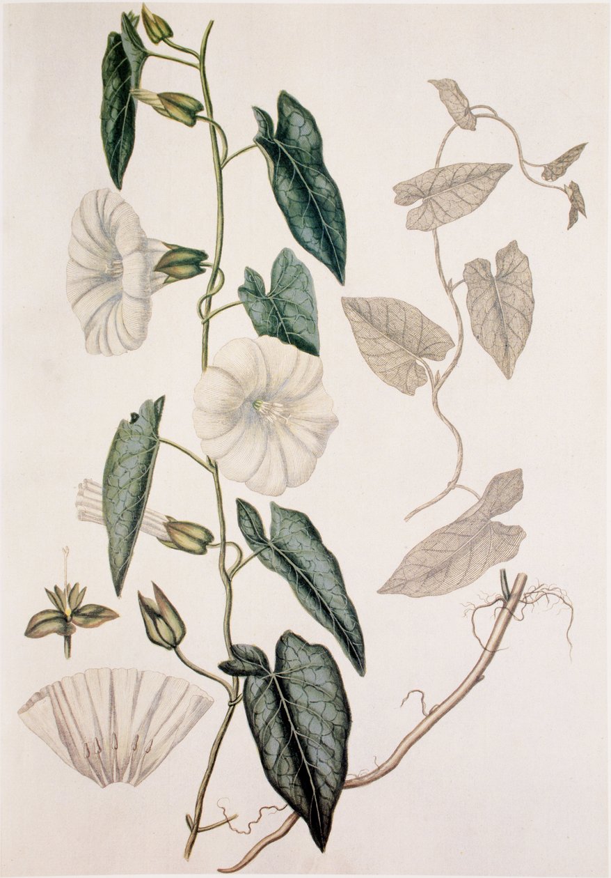 Calystegia sepium, Hedge Bedding by Unbekannt