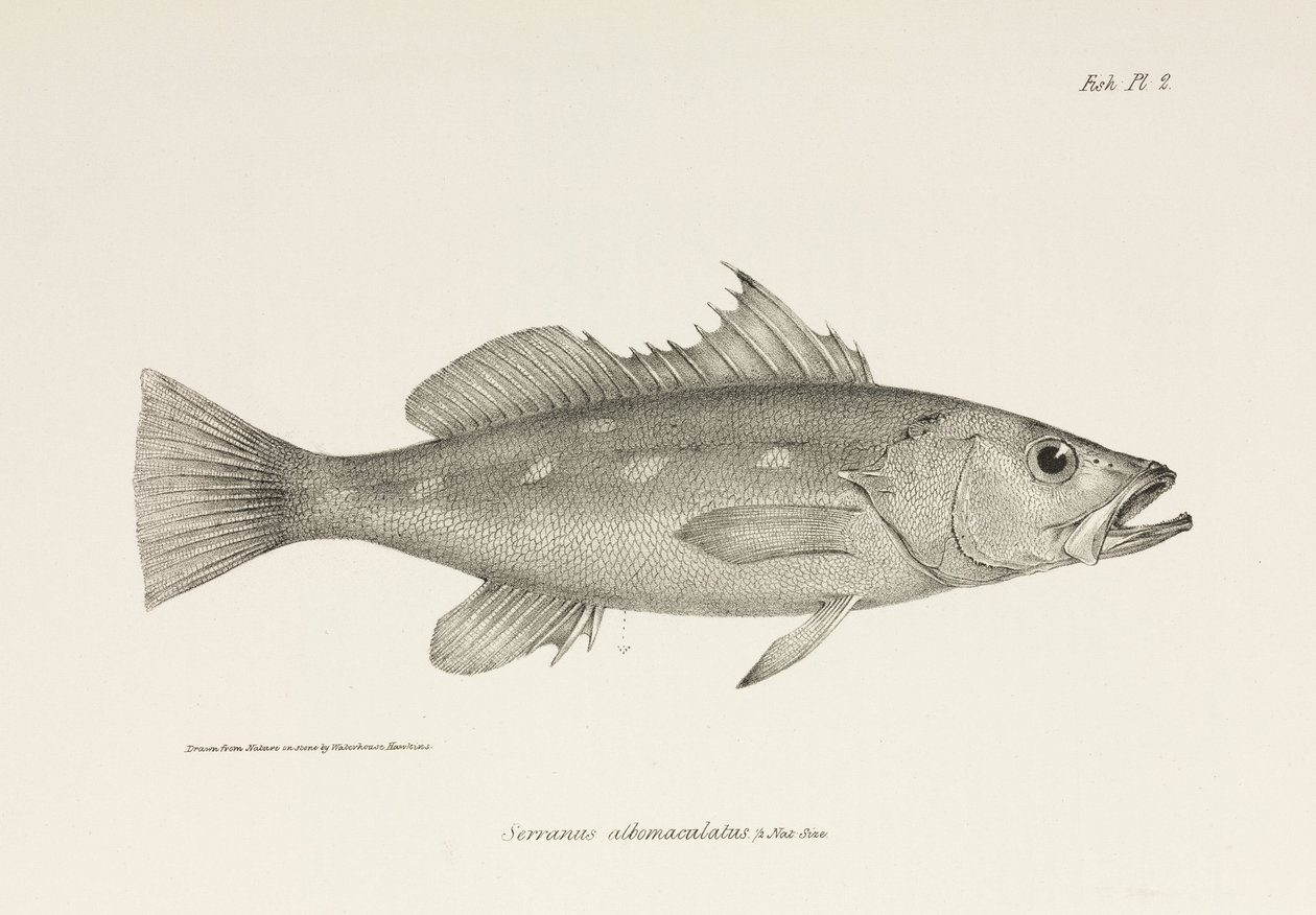 Camotillo, Pacific Ocean, c. 1832-1836 by Unbekannter Künstler