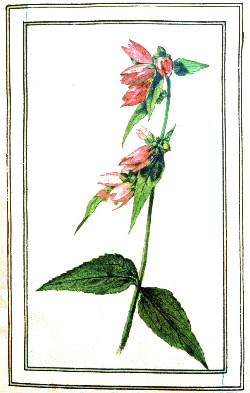 Common Campanula by Unbekannter Künstler
