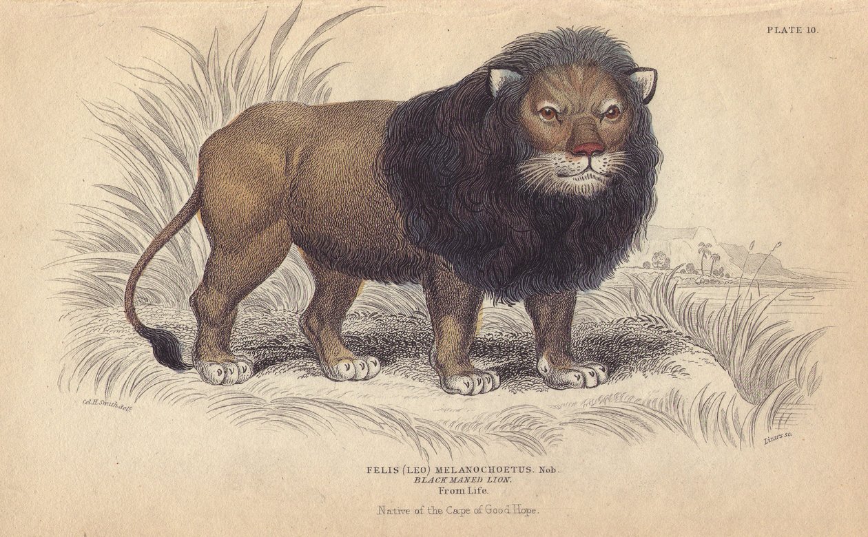 Cape Lion. Lithograph by William Lizars, Based on a Drawing by Charles Hamilton Smith, for Bibliotheque Naturaliste, Mammals, Les Felins, by Sir William Jardine, Published in 1834 in Edinburgh (Scotland) by Unbekannter Künstler