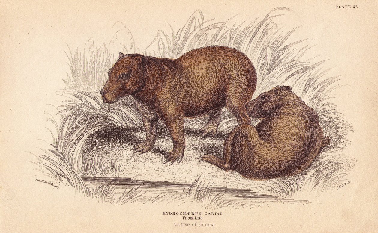 Capybara, Hydrochoerus hydrochaeris (Hydrochaerus cabiai) by Unbekannter Künstler