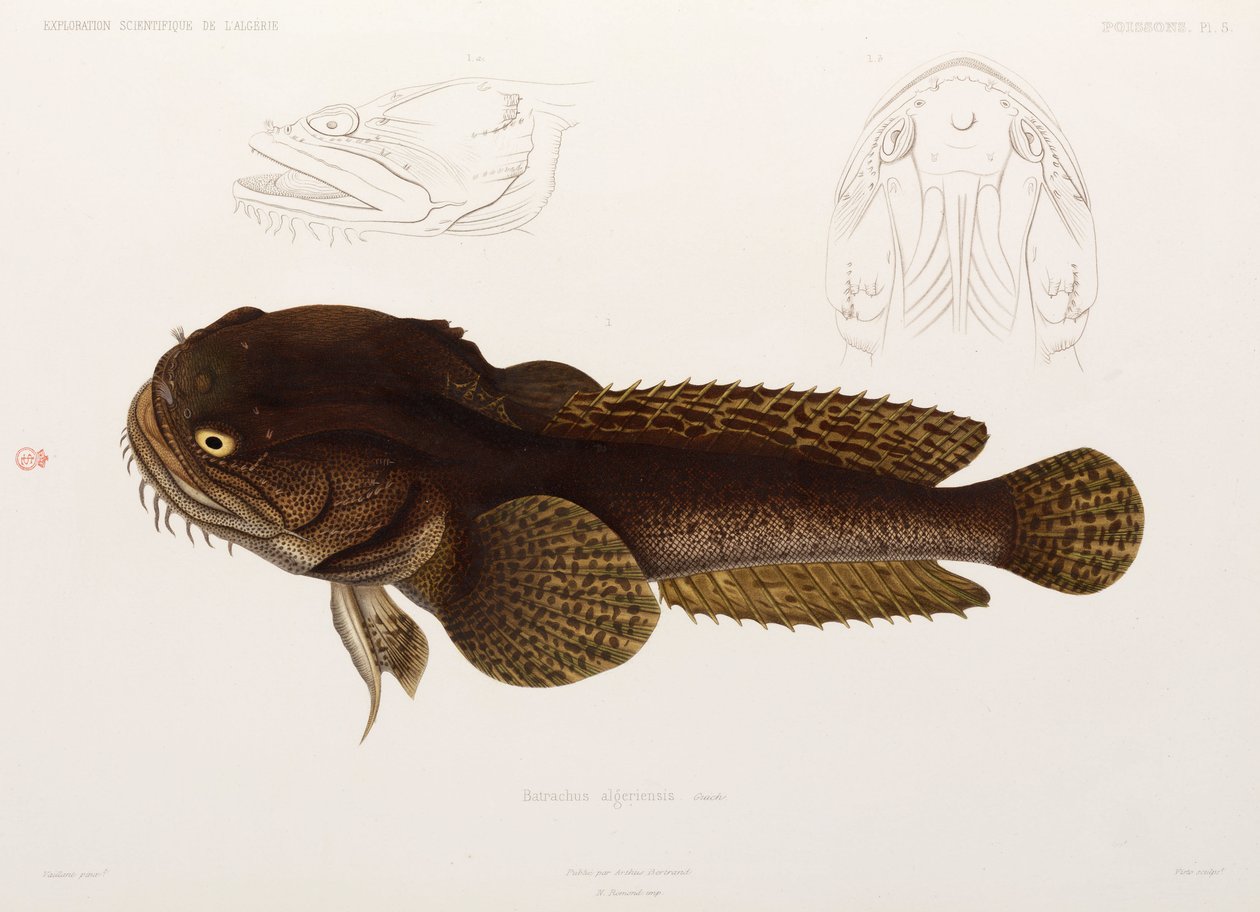 Catfish, Algeria by Unbekannter Künstler