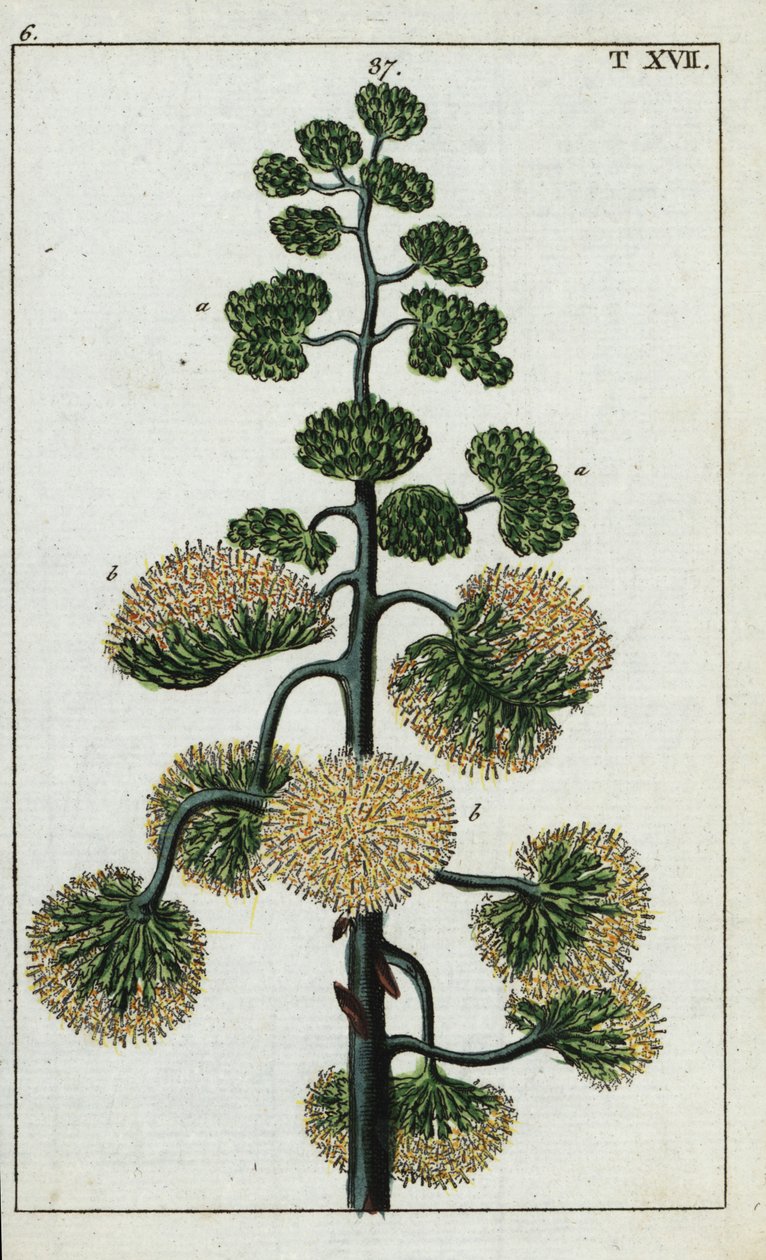 Century plant, Agave americana by Unbekannter Künstler