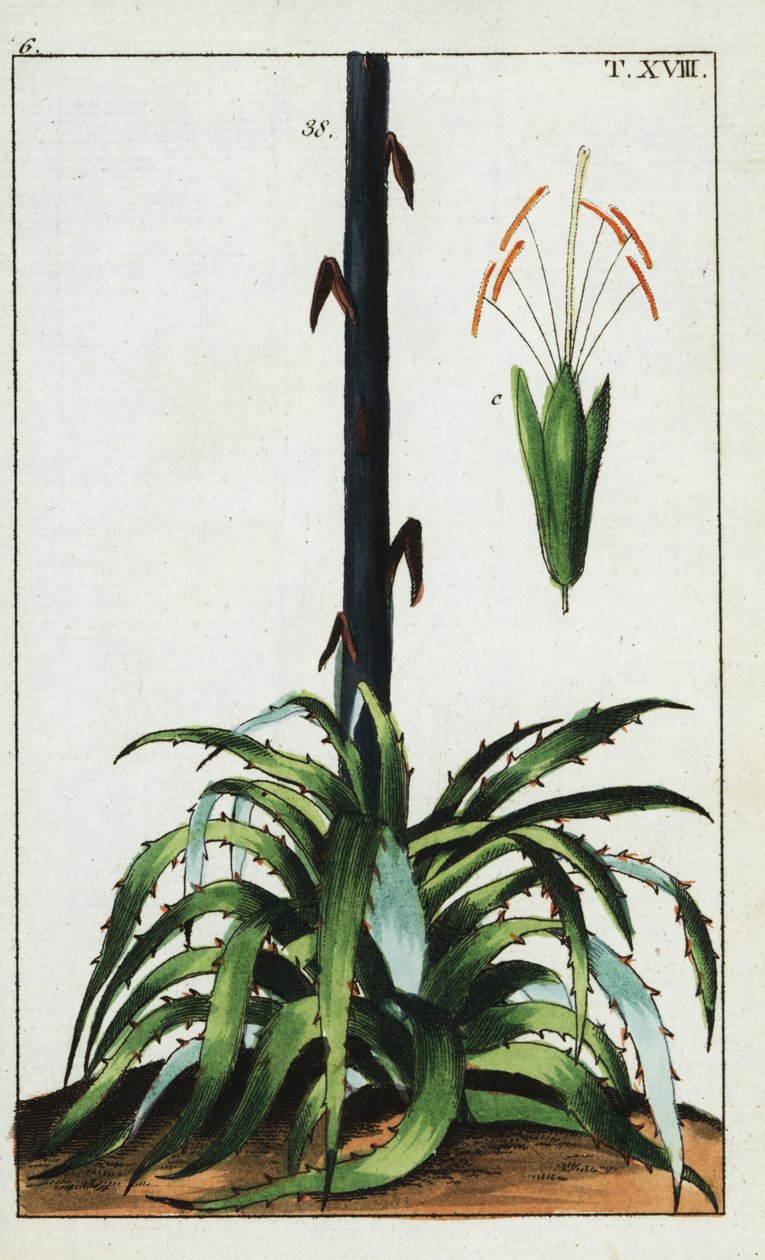 Century Plant, Agave Americana by Unbekannter Künstler