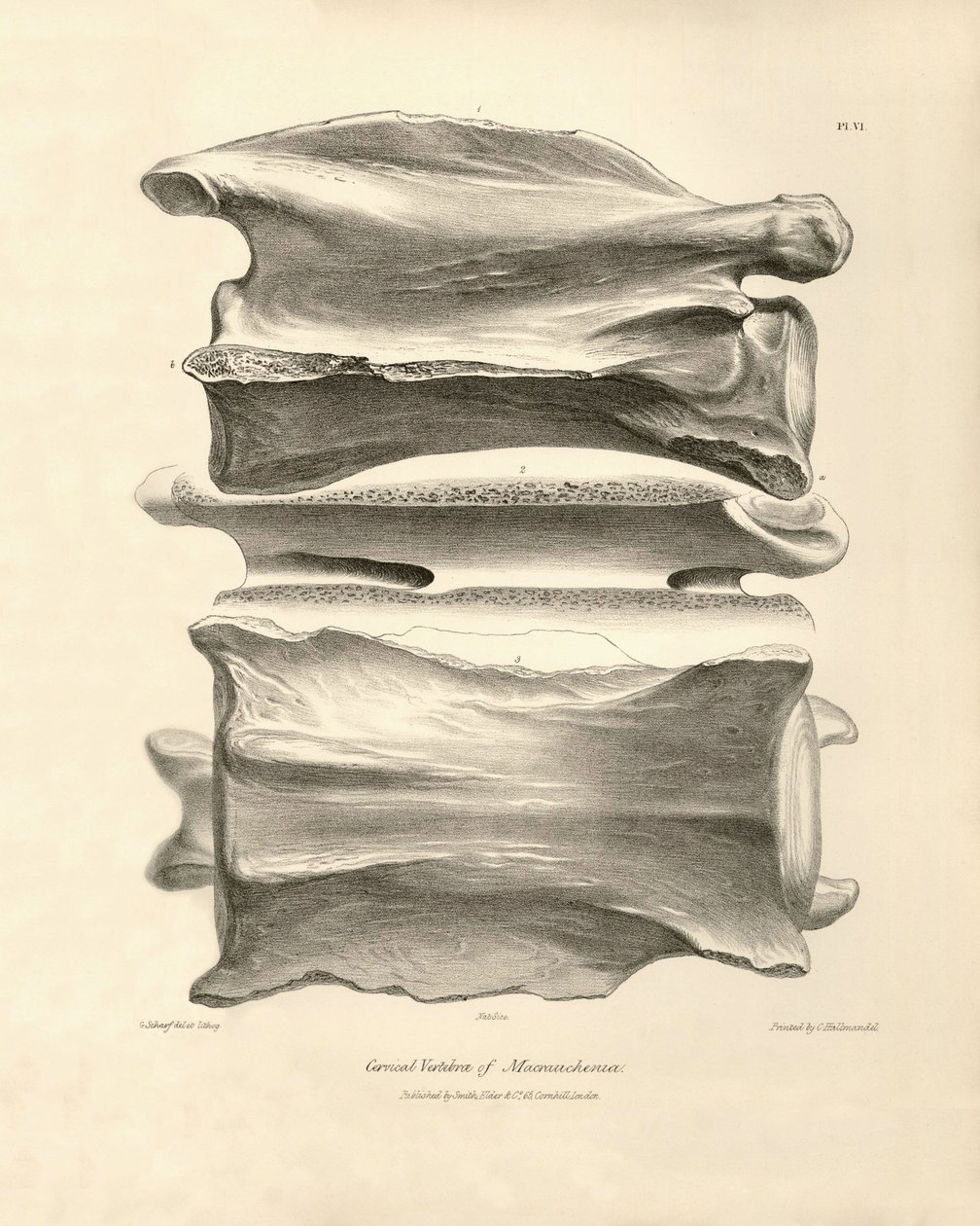 Cervical vertebra of Macrauchenia, a prehistoric animal found by Charles Darwin during his exploration journey aboard the Beagle. The Zoology of the voyage of H.M.S. Beagle under the command of Captain Fitzroy during the years 1832 to 1836 by Unbekannter Künstler