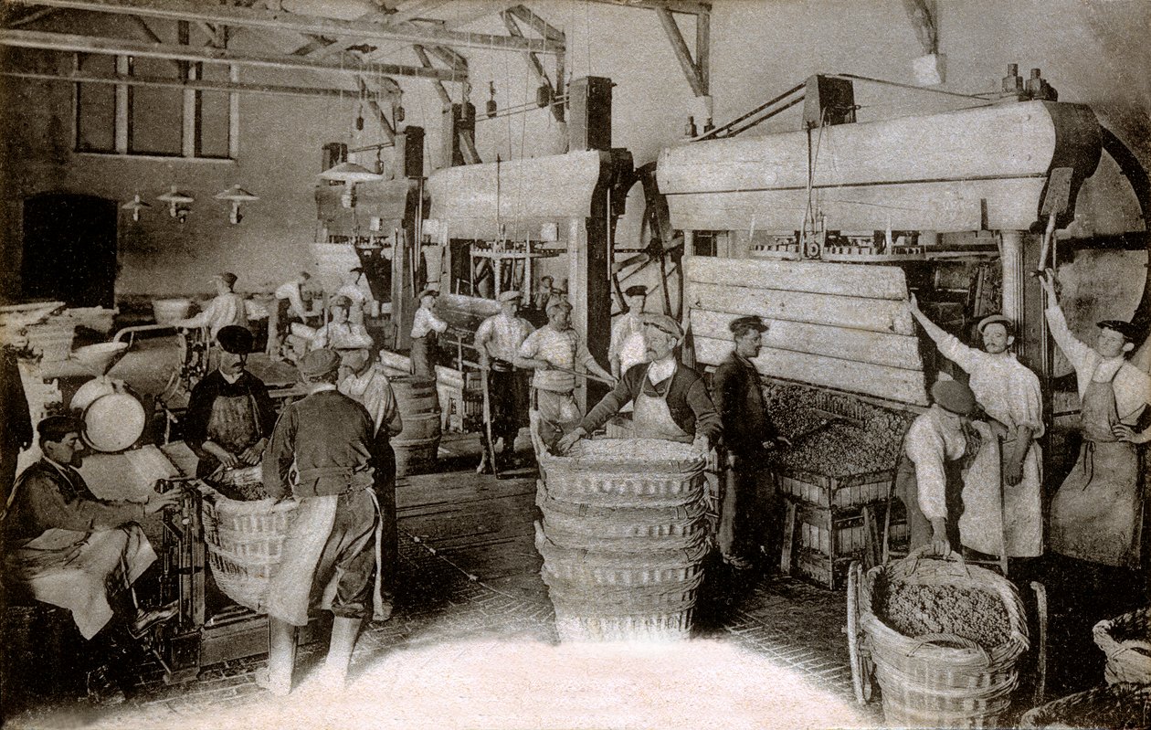 Champagne: pressing grapes at the Saint-Helene harvest house, Moet & Chandon Epernay house, early twentieth century by Benjamin Baud