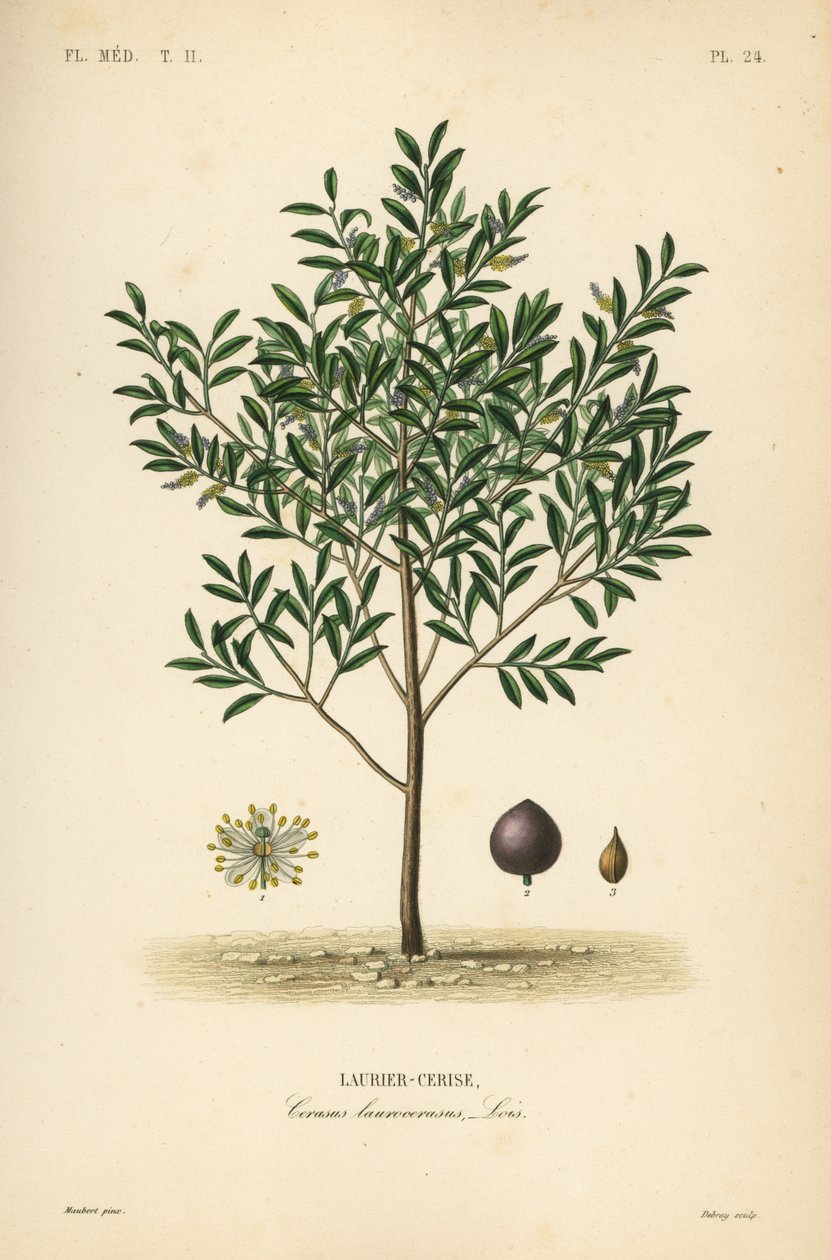 Cherry laurel or English laurel tree by Unbekannt