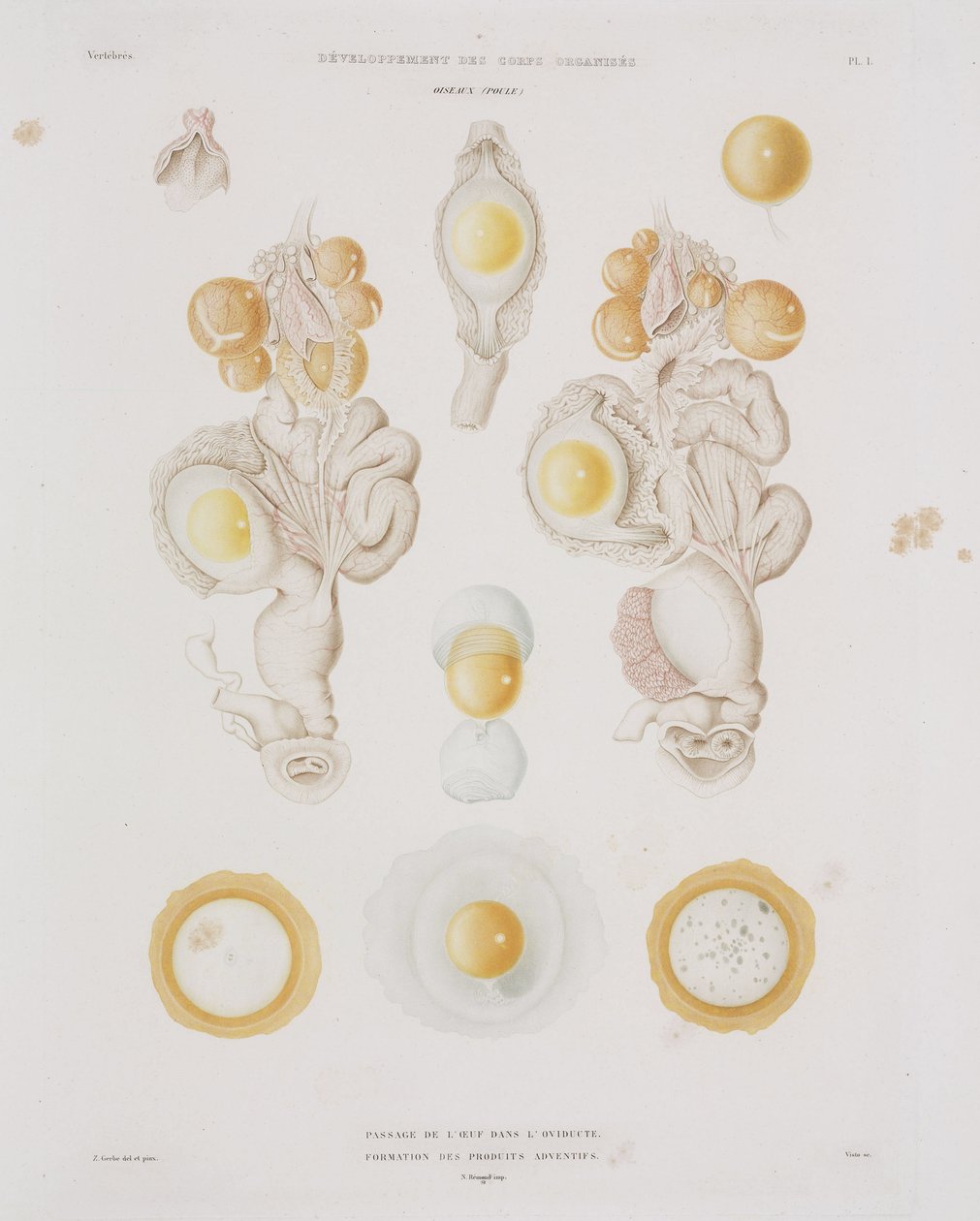 Chicken Egg in the Oviduct, c. 1847-1859 by Unbekannt