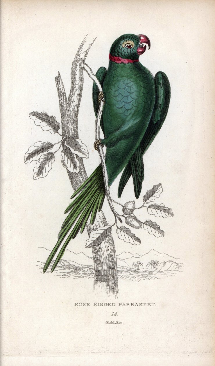 Collared Parakeet, Psittacula krameri. Psittacus torquatus by Unbekannter Künstler