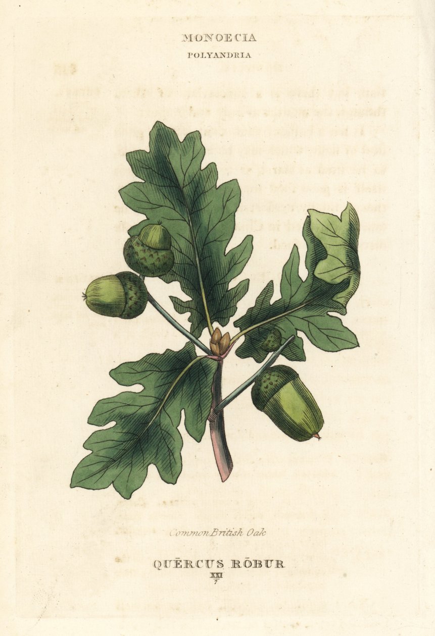 Common British oak tree by Unbekannter Künstler