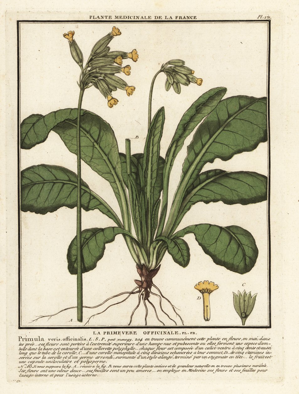Common cowslip by Unbekannter Künstler