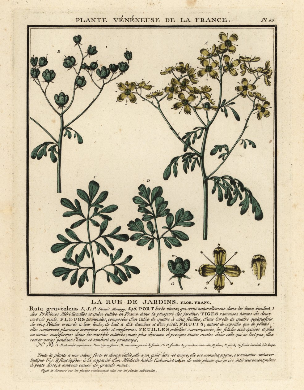 Common rue by Unbekannter Künstler