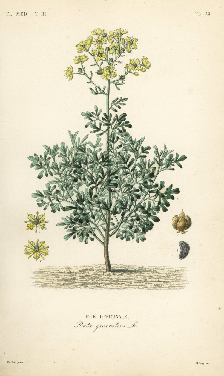 Common rue or herb of grace by Unbekannt