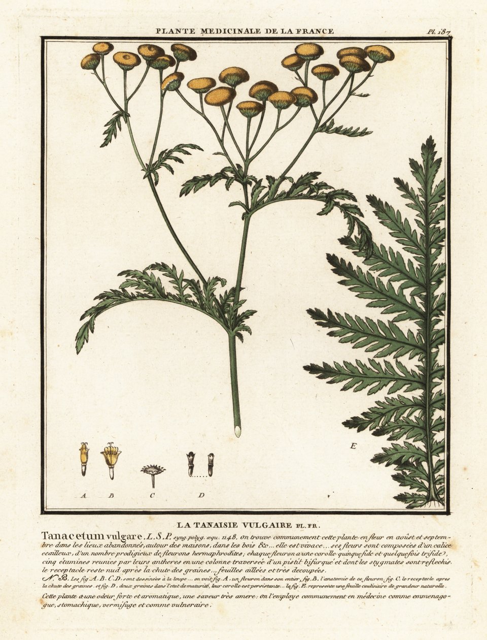 Common tansy, Tanacetum vulgare by Unbekannter Künstler