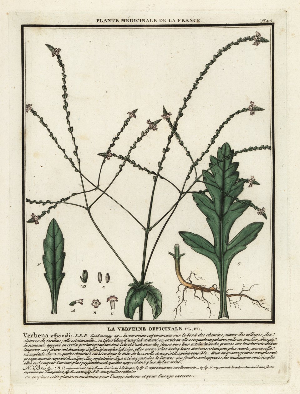 Common vervain, Verbena officinalis by Unbekannter Künstler