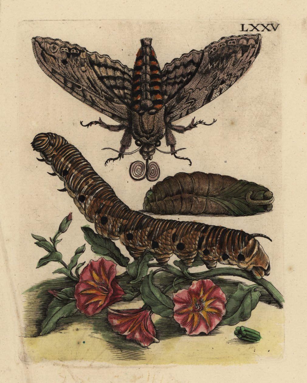 Convolvulus hawk-moth, caterpillar and pupa with field bindweed by Unbekannt