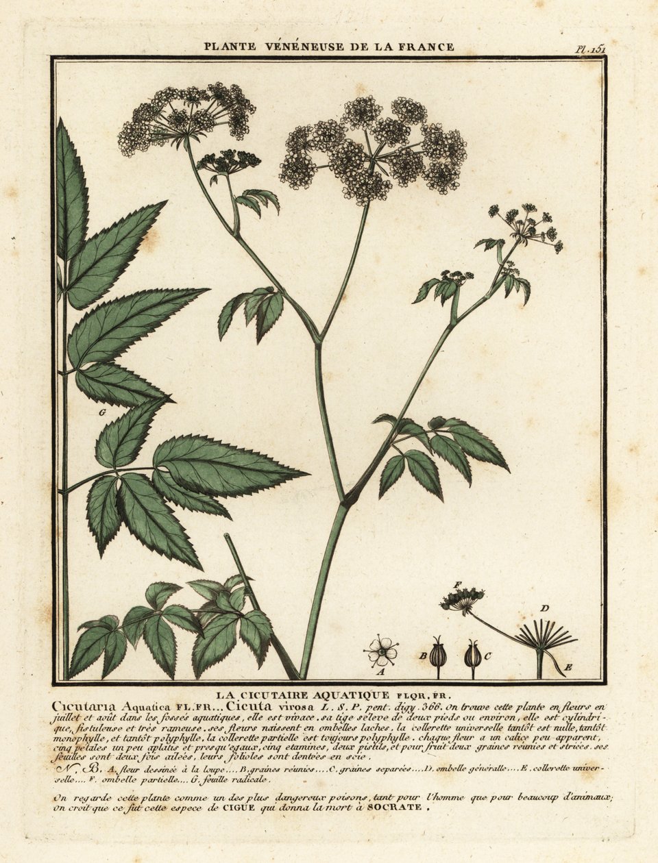Cowbane, Cicuta virosa by Unbekannter Künstler